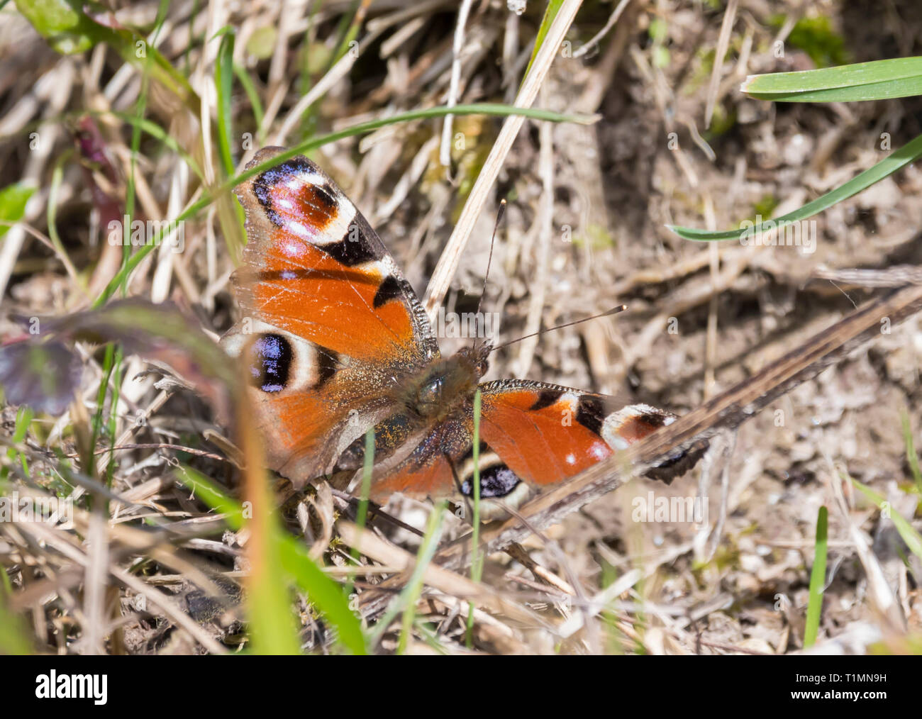 Unione farfalla pavone (Aglais io) sul terreno in primavera nel West Sussex, Regno Unito. Foto Stock