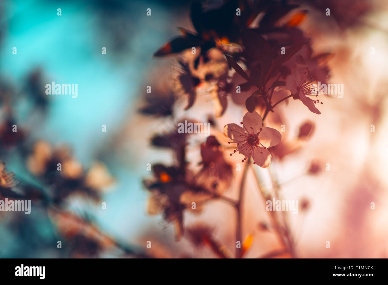 Wild cherry tree sbocciare nella mattina di primavera, stagionali la bellezza di Natura Foto Stock