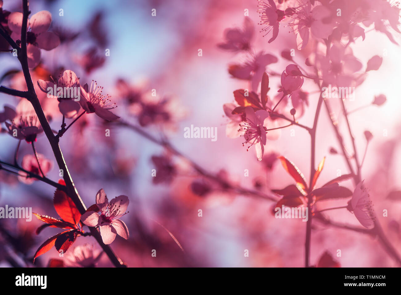 Wild cherry tree sbocciare nella mattina di primavera, stagionali la bellezza di Natura Foto Stock