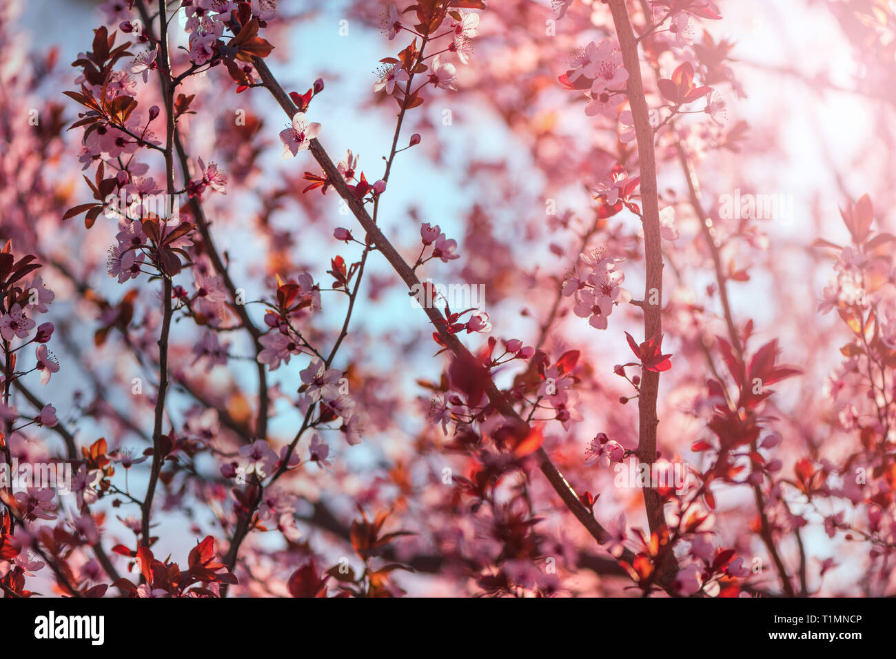 Wild cherry tree sbocciare nella mattina di primavera, stagionali la bellezza di Natura Foto Stock