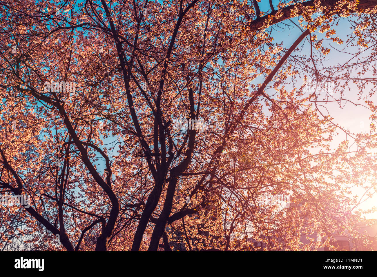 Wild cherry tree sbocciare nella mattina di primavera, stagionali la bellezza di Natura Foto Stock