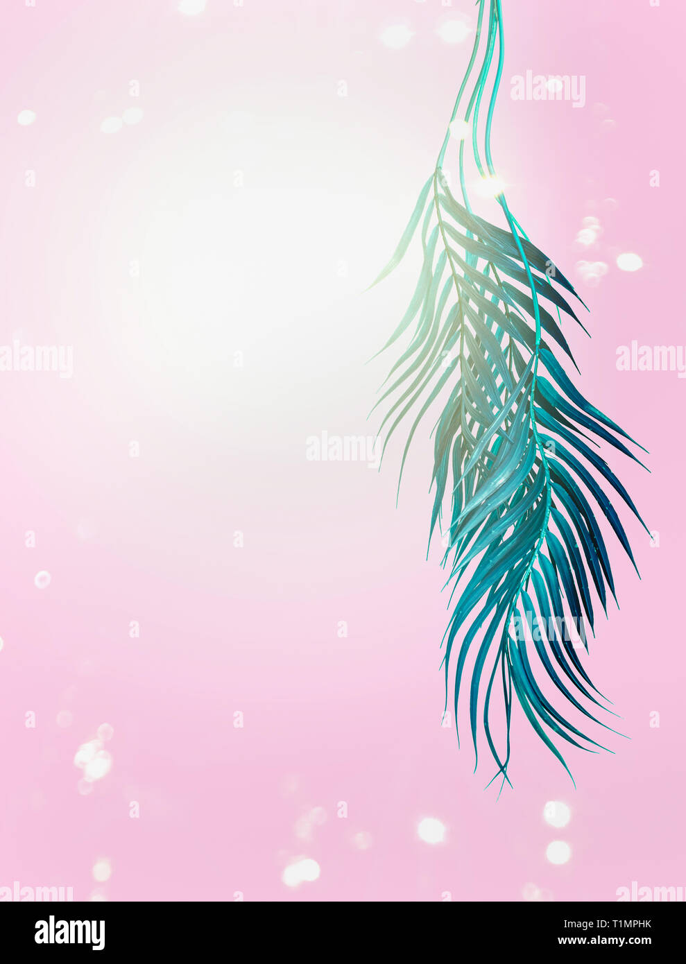 Curva blu turchese tropicale di foglie di palma sul rosa pastello con sfondo bokeh e sole. Appendere foglie di palmo. Sfondo di estate Foto Stock