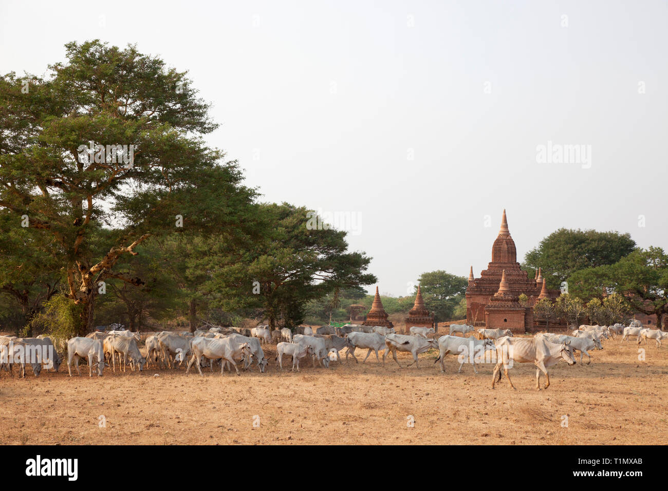 Mucche al pascolo tra i templi, Old Bagan Zona villaggio, Mandalay regione, Myanmar, Asia Foto Stock