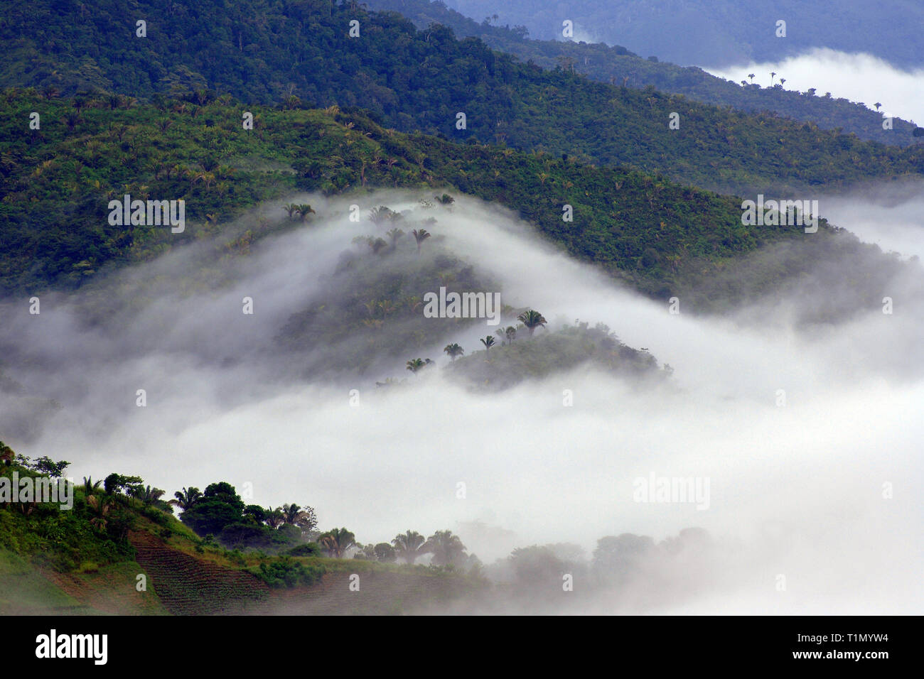 La nebbia oltre la foresta pluviale tropicale, Monteverde in Costa Rica Foto Stock