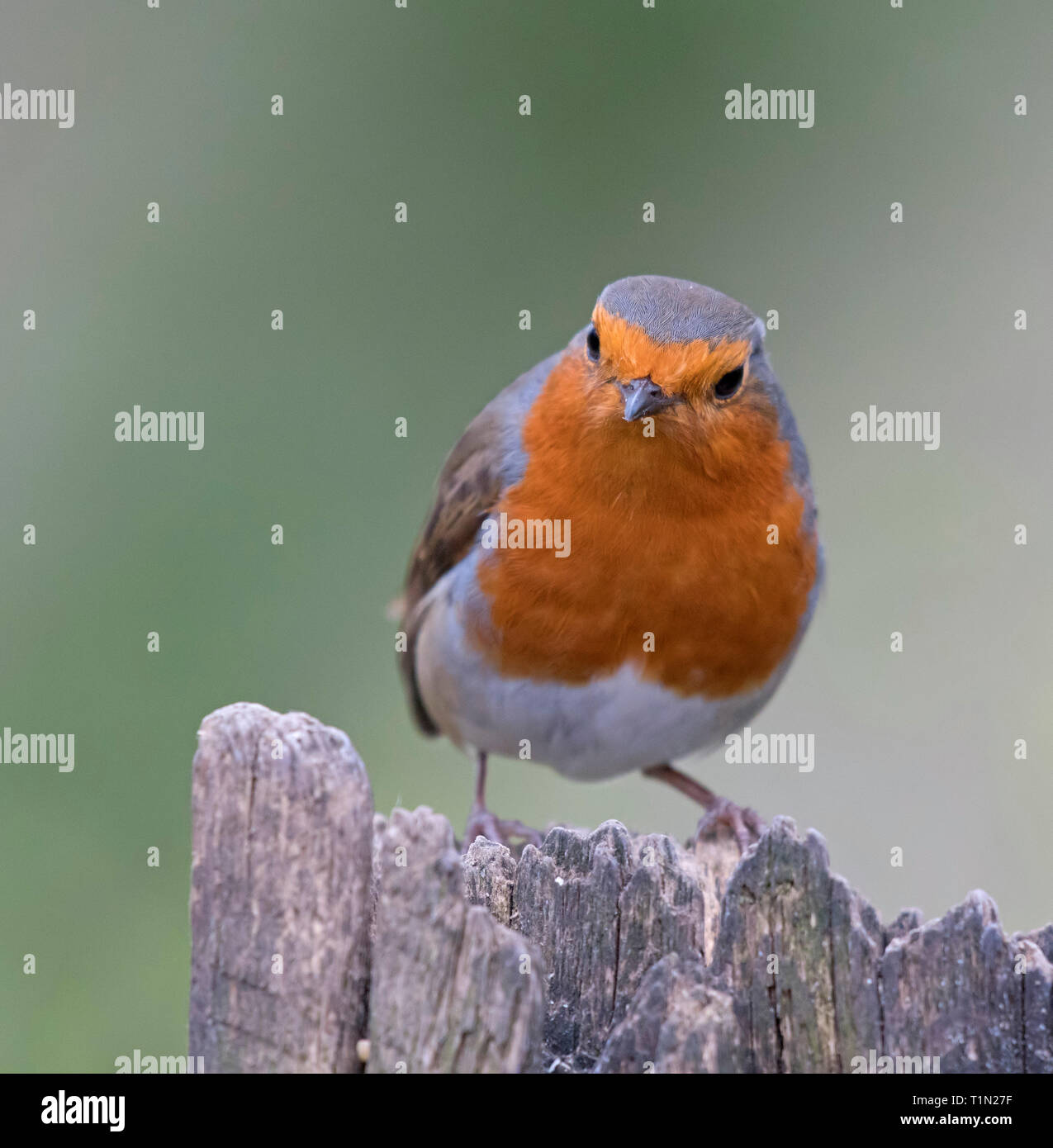 Robin; Erithacus rubecula, Foto Stock Robin; Erithacus rubecula, Foto Stock