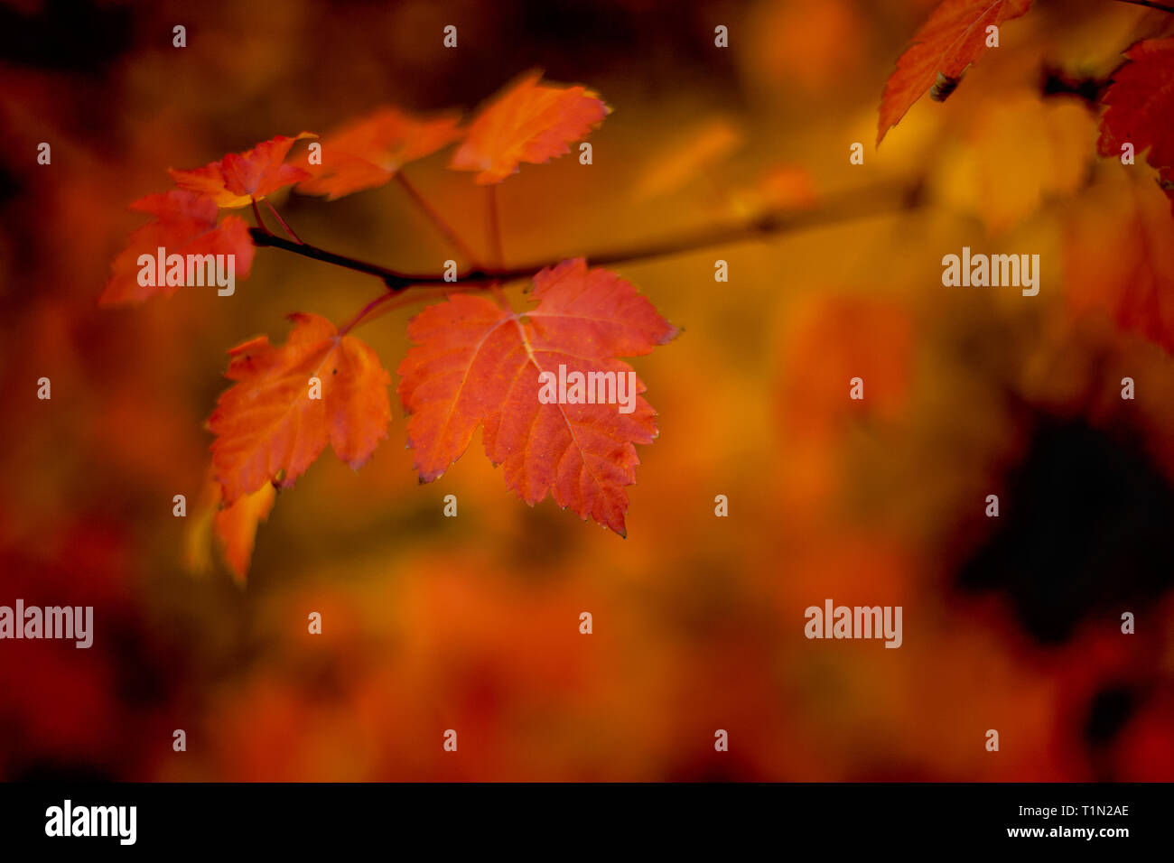 Simbolo del Canada Red Acer Saccharum Leaf - Foglia canadese - Red Maple Leaf - Acero - rosse foglie di acero in autunno - immagine - fotografia Foto Stock