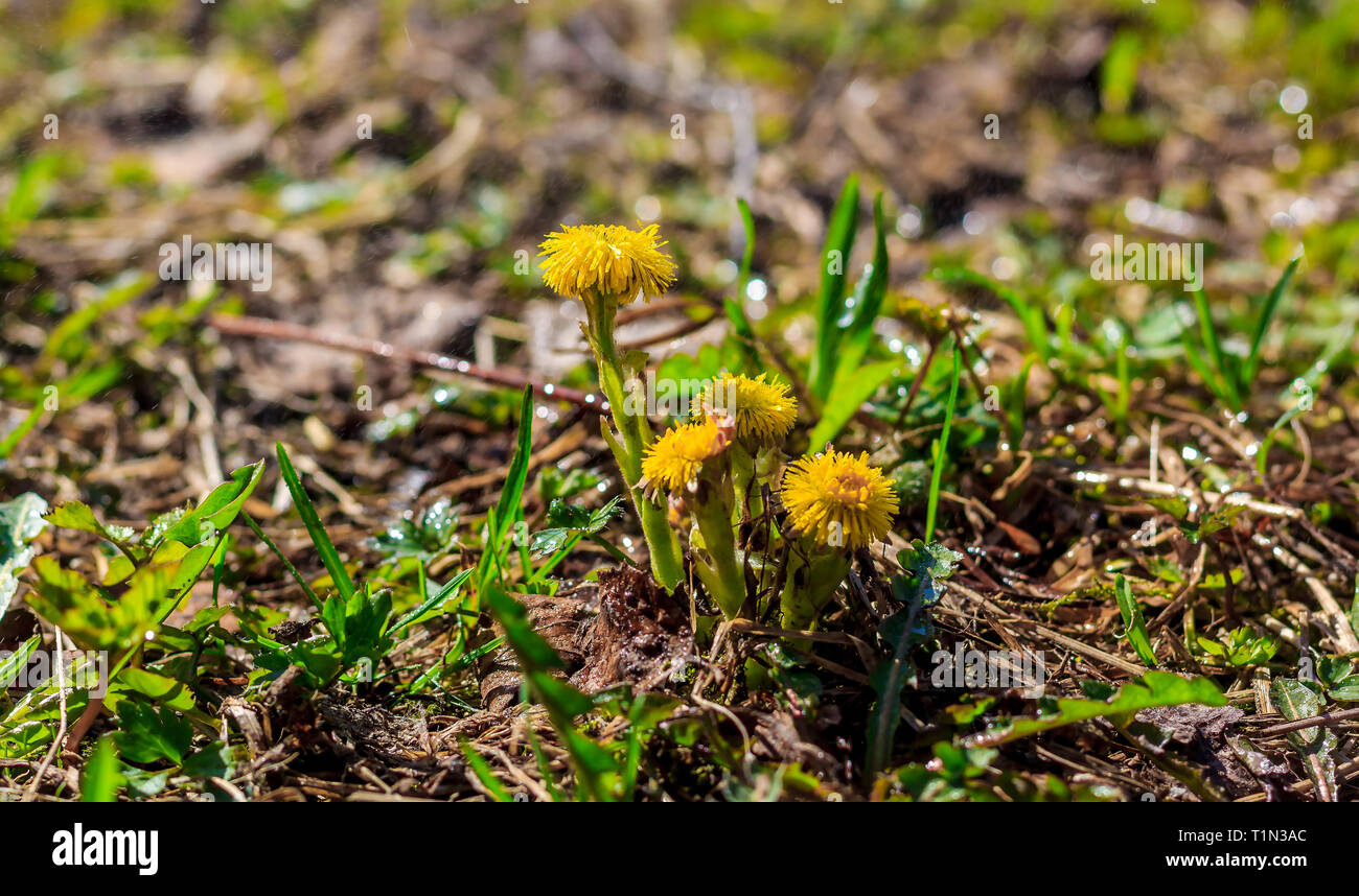 Madre e matrigna in erba cresce. Fiori gialli. Primule Foto Stock