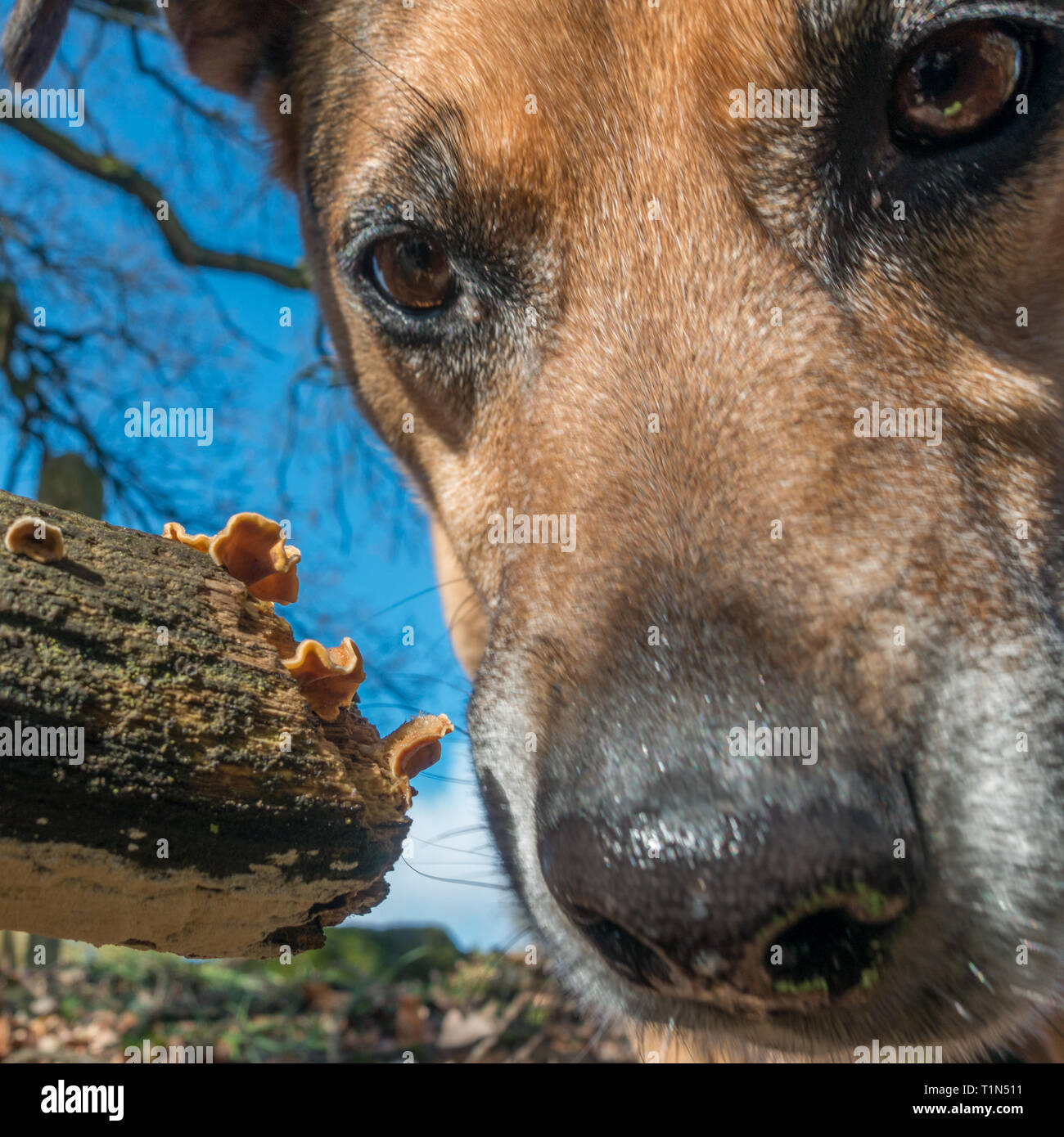 Foto comica di Stereum Hirsutum - Cortina pelose crosta in un caduto registro morto con un cane sta guardando, REGNO UNITO Foto Stock