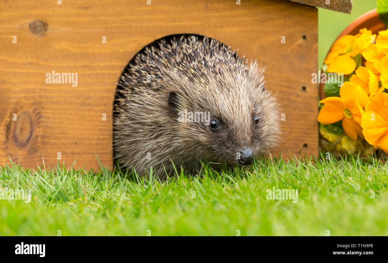 Riccio emergenti dal letargo dentro la sua casa di hedgehog. Nel giardino naturale habitat di prato di erba e fiori di primavera. Close up. Paesaggio Foto Stock