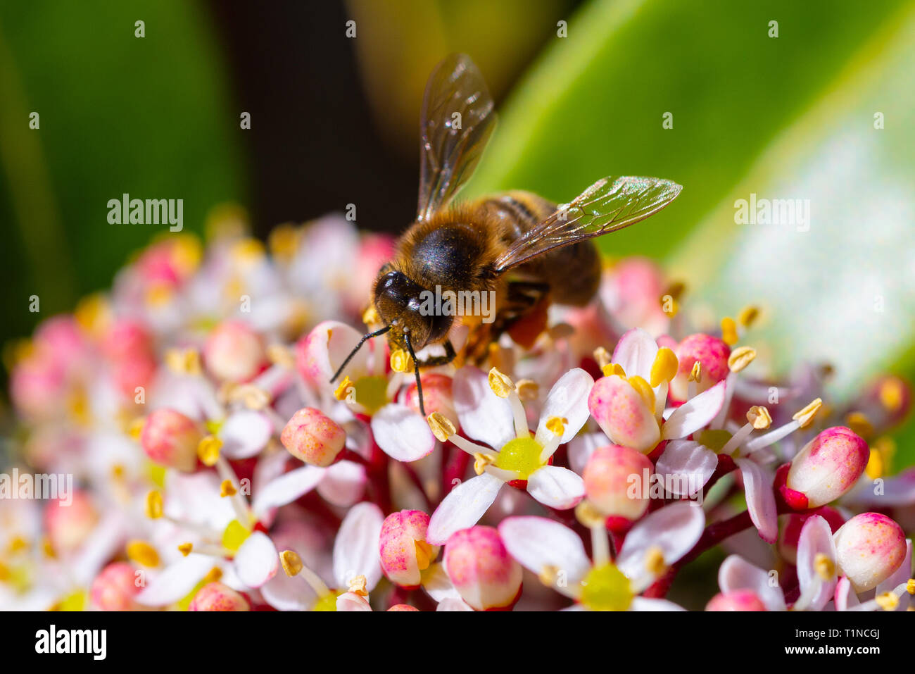Impollinare honey bee sulla piccola fiori di un Skimmia japonica giardino sempreverde arbusto in primavera. Foto Stock