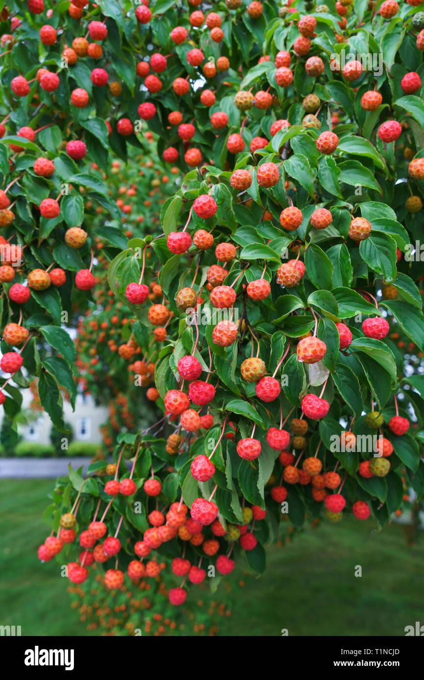 Kousa Sanguinello (Cornus kousa) frutti in autunno. Foto Stock