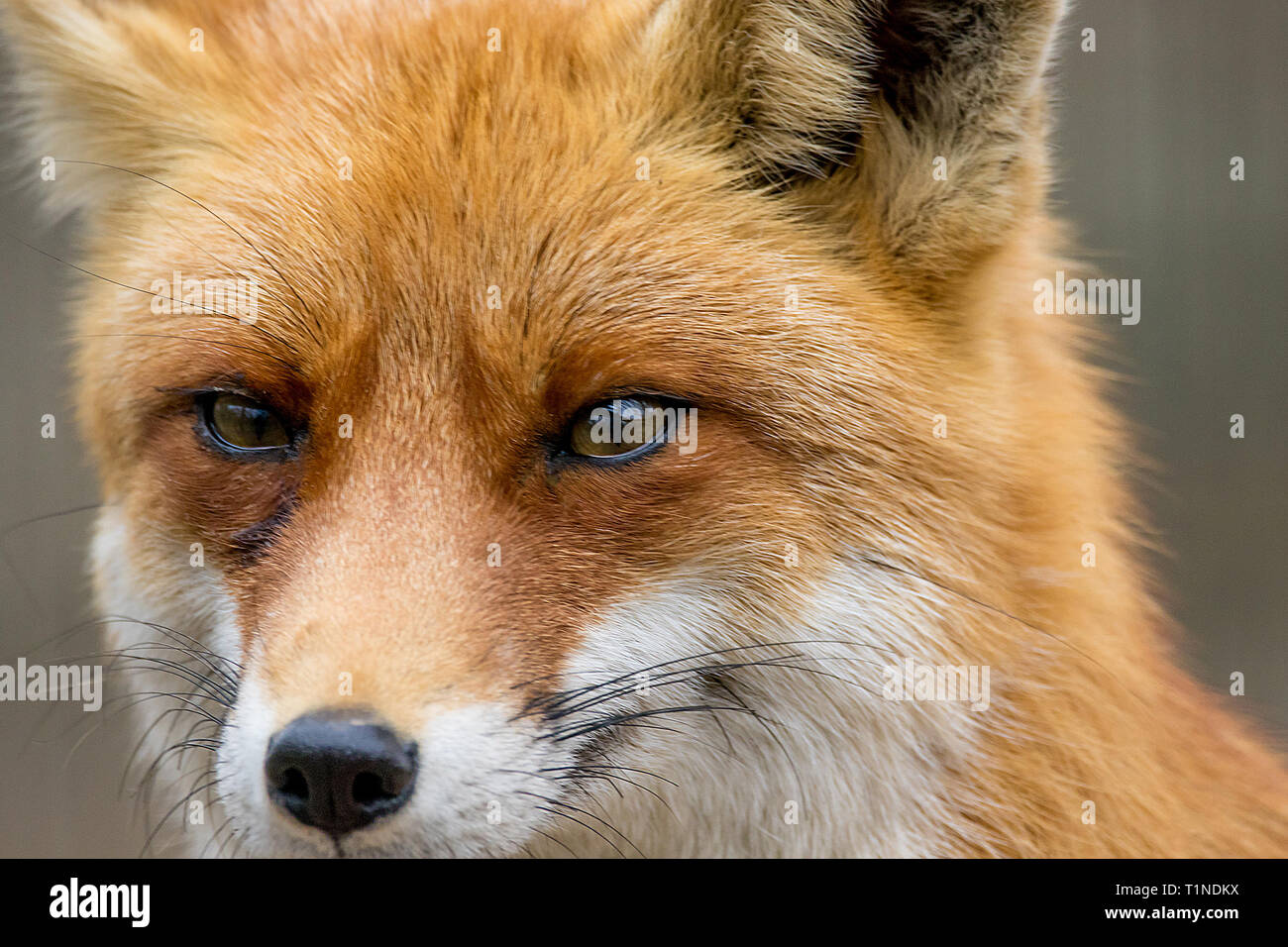 Immagine ritratto di un animale selvatico red fox Foto Stock