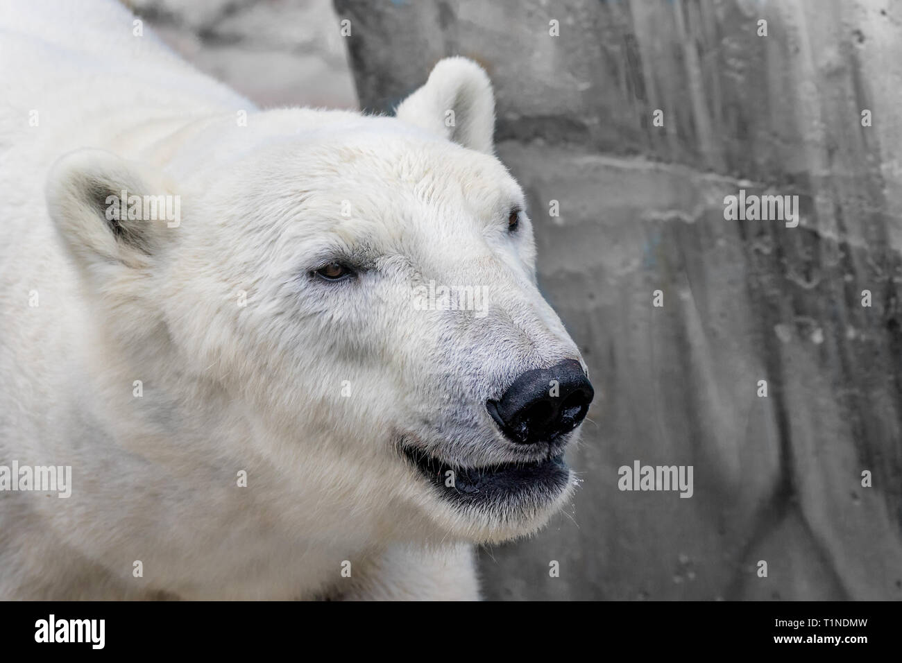 Immagine del muso di un animale selvatico orso polare Foto Stock