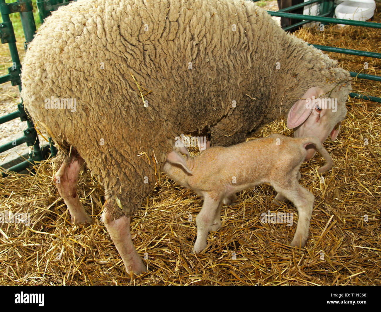 Madre di ovini lattanti e abbacchio alla fattoria Foto Stock