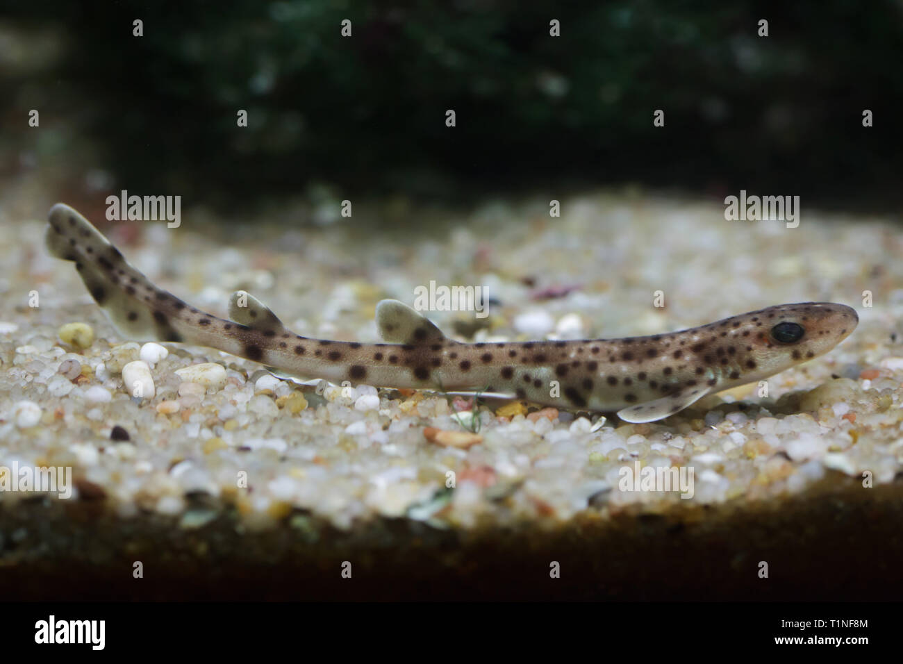 Piccole macchie gattucci (Scyliorhinus canicula), noto anche come il gattuccio di mare di sabbia. Foto Stock