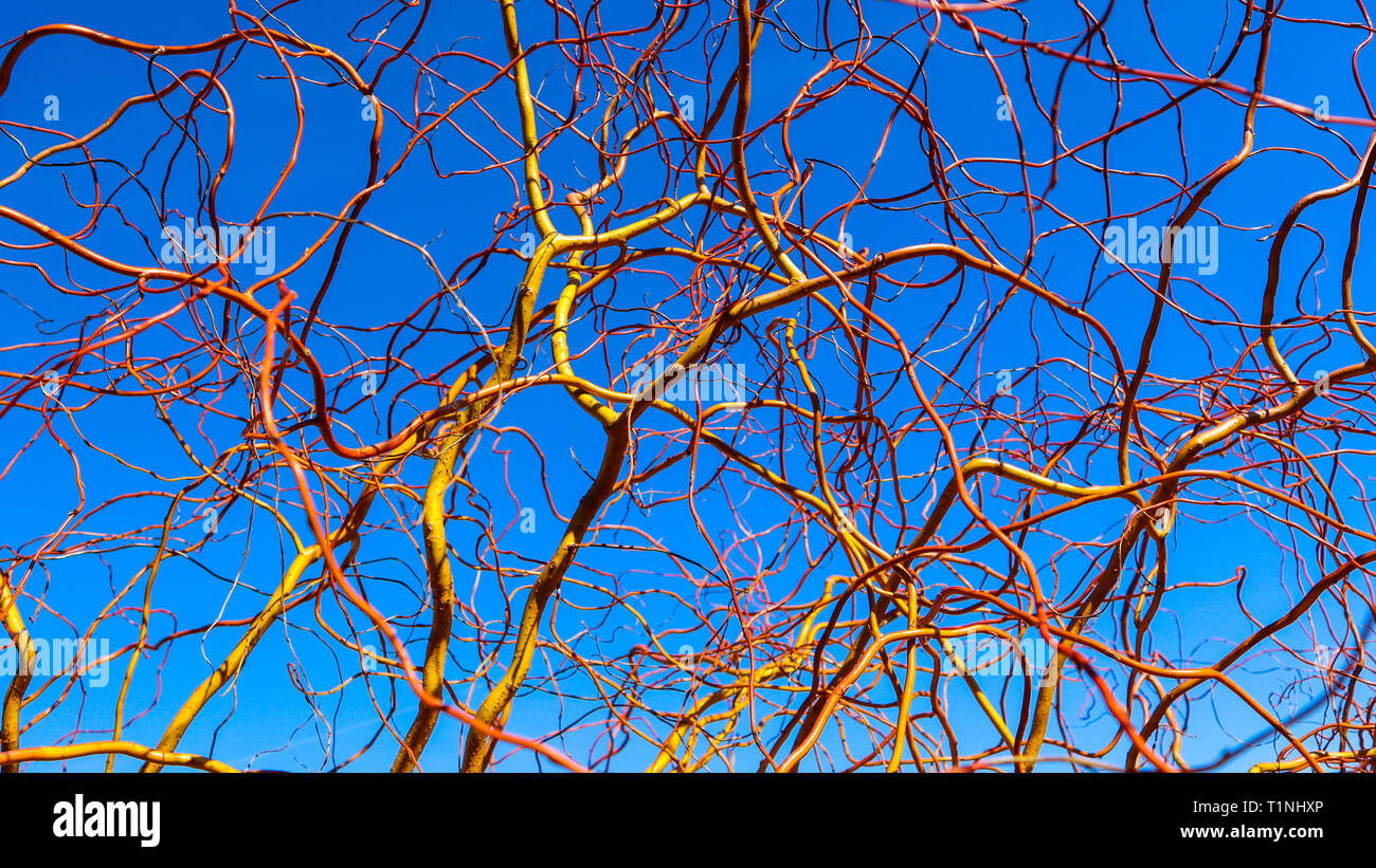 Struttura di cavatappi golden i rami di salici contro il cielo blu in inverno giornata di sole. Salix Matsudana. Sfondo naturale Foto Stock