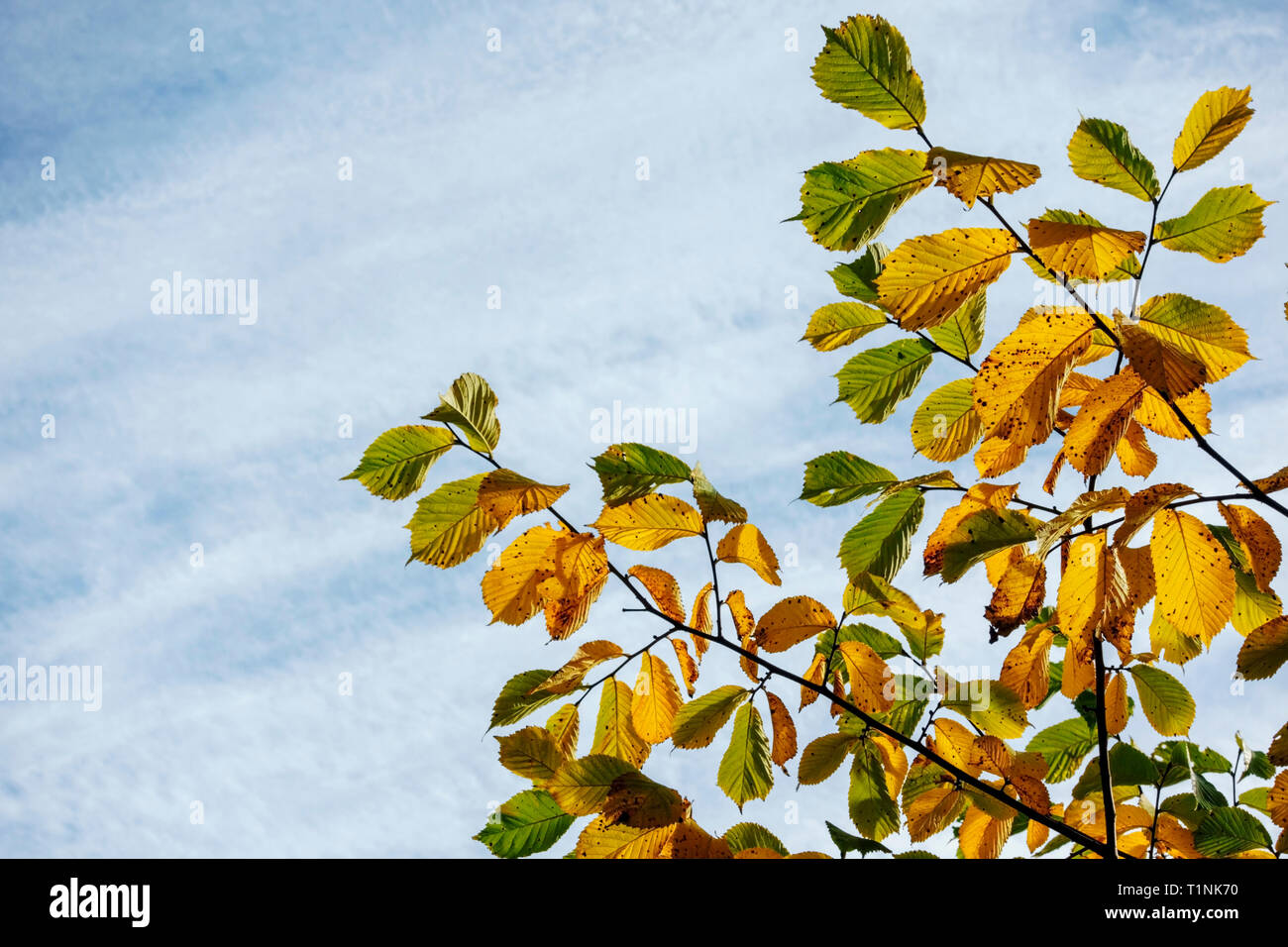 Foglie di olmo contro il cielo blu sullo sfondo. Foto Stock