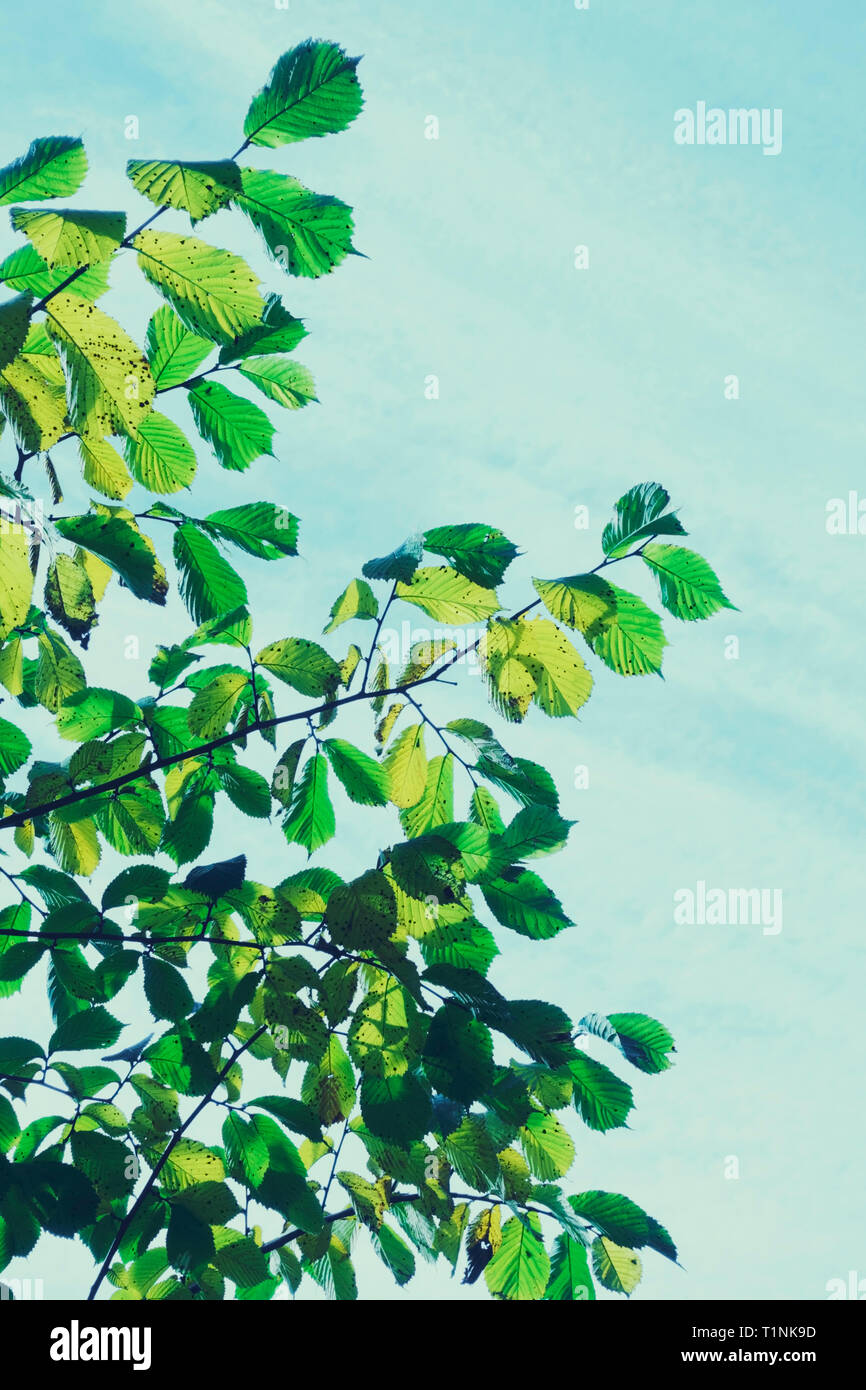 Foglie di albero con cielo azzurro sfondo, Altered digitalmente in stile retrò. Foto Stock