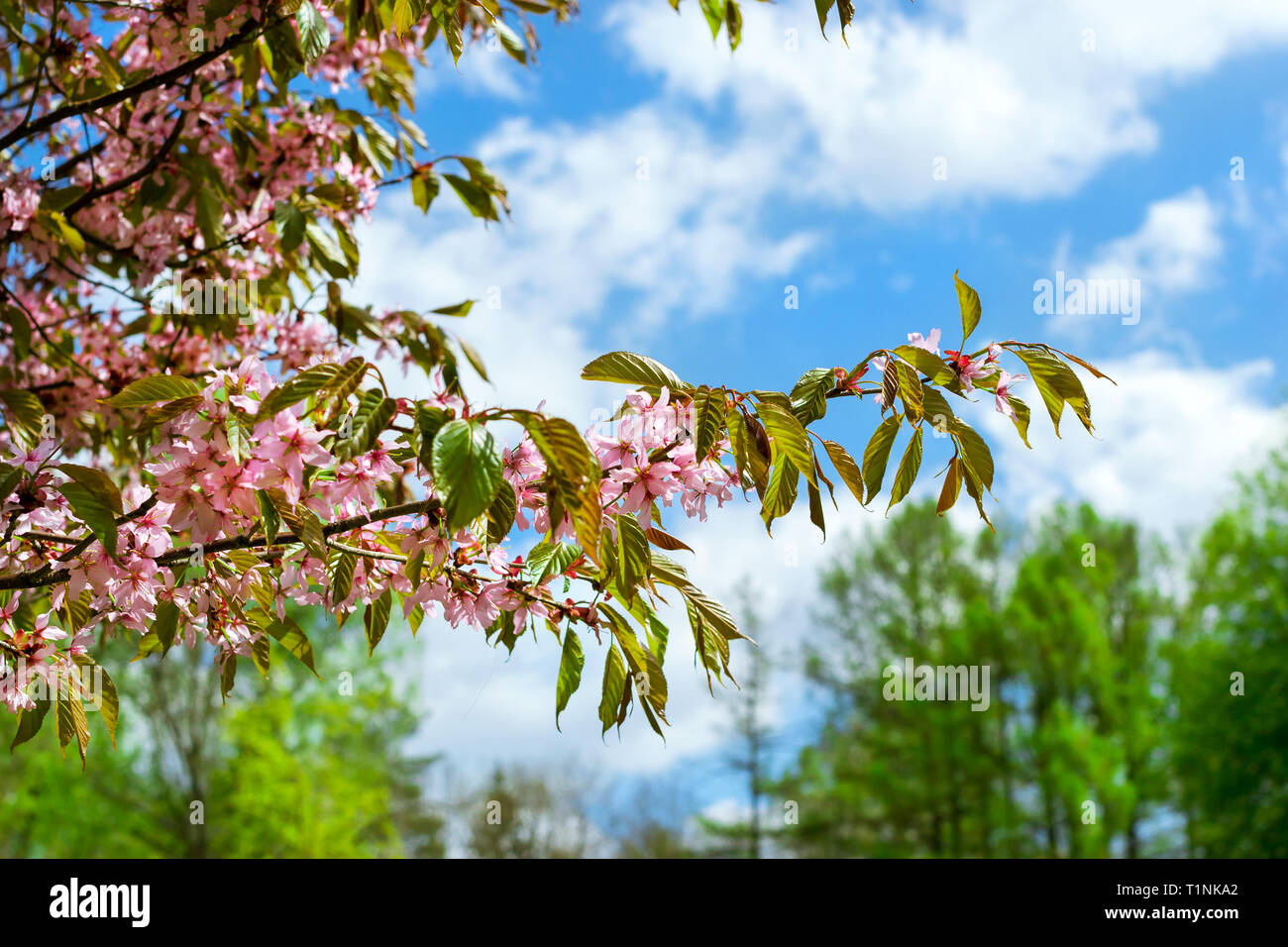 Sakura blossom nella primavera del parco. Fiore di Ciliegio albero nella tarda primavera. Flora storicamente formata insieme di specie vegetali del nord-ovest della Russia, San Pietroburgo Foto Stock