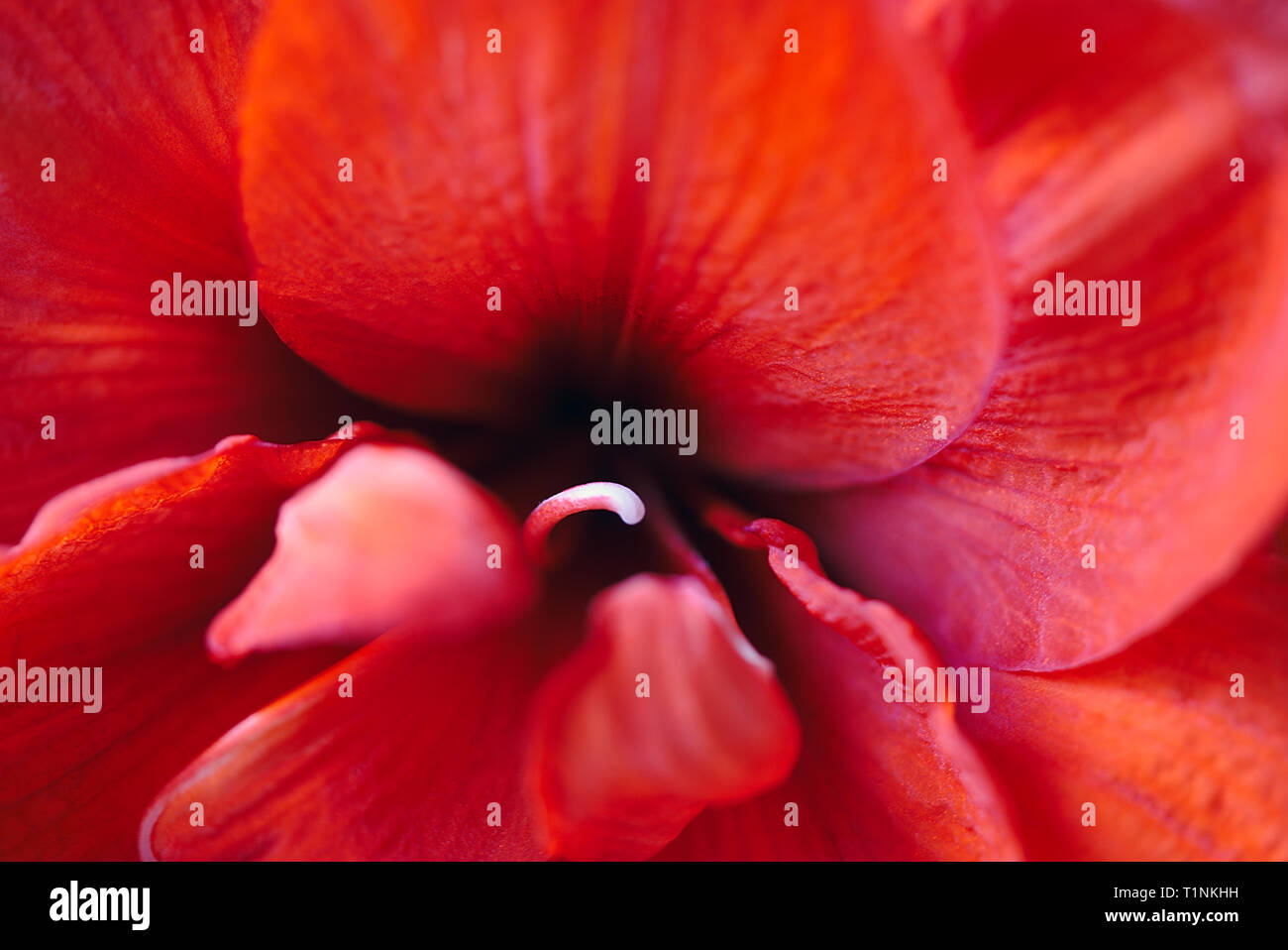 Chiudere il colpo di pistillo di un rosso fiore Amaryllis Foto Stock