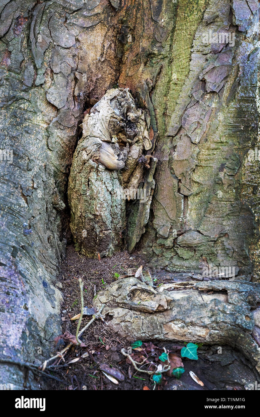 Una piccola creatura sconosciuta nascondendo o forse dormendo nel tronco di un grande albero, incastonato nelle radici Foto Stock