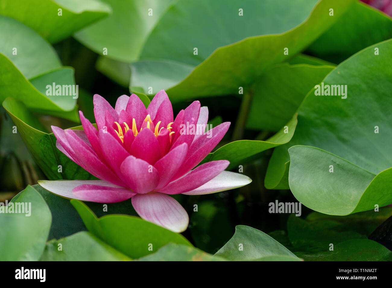 Water Lilies in piena fioritura sotto il sole Foto Stock