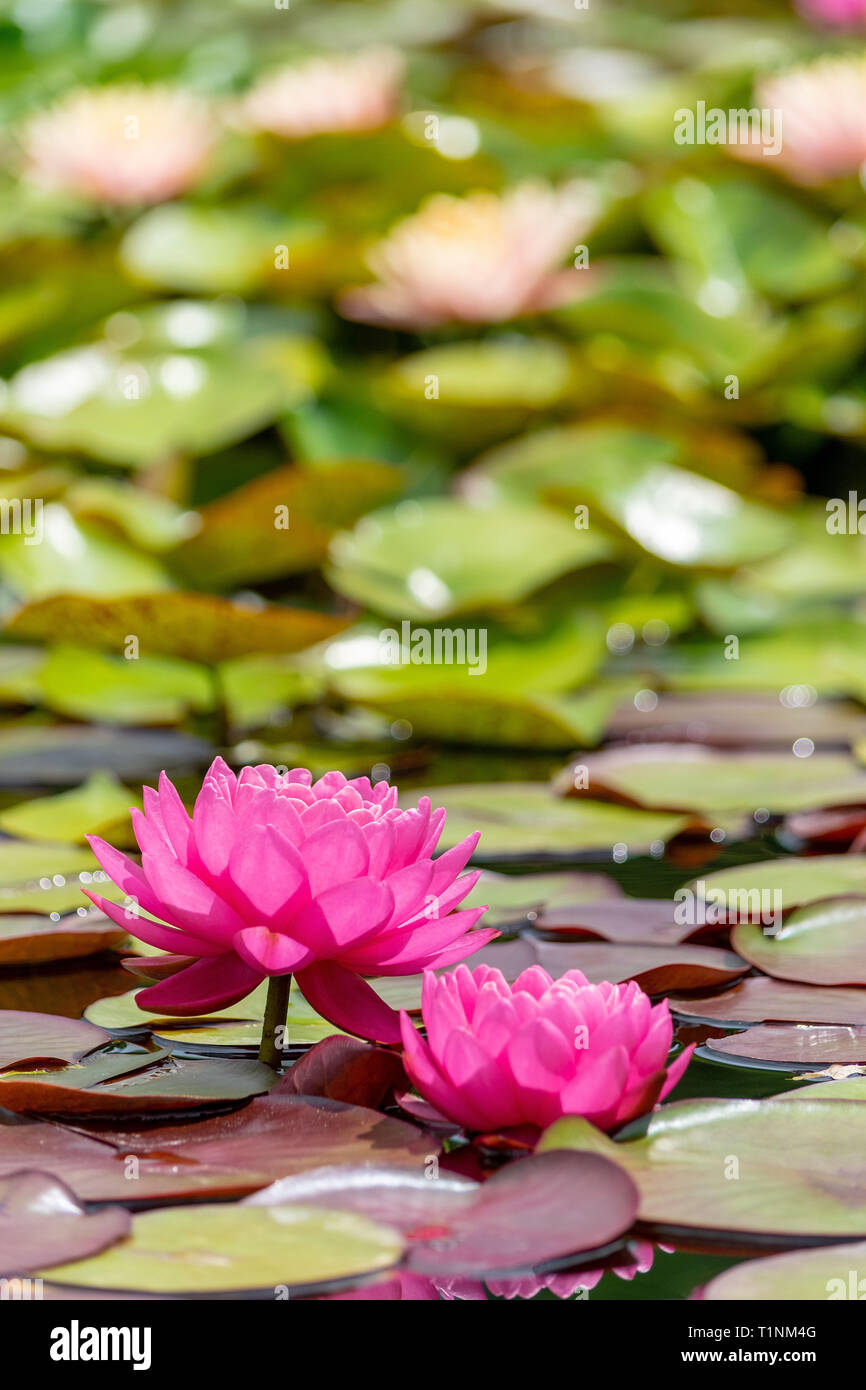 Water Lilies in piena fioritura sotto il sole Foto Stock