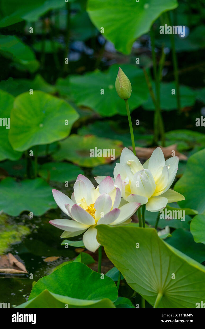 Water Lilies in piena fioritura sotto il sole Foto Stock