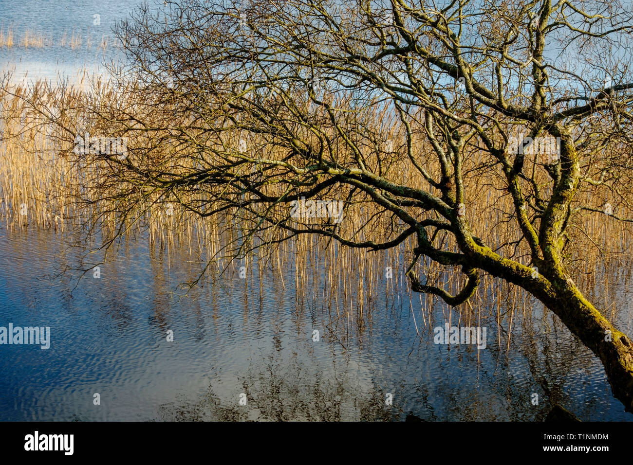 Albero e canne in corrispondenza del bordo di Carlingwark Loch a Castle Douglas in Dumfries and Galloway, Scotland, Regno Unito. Foto Stock