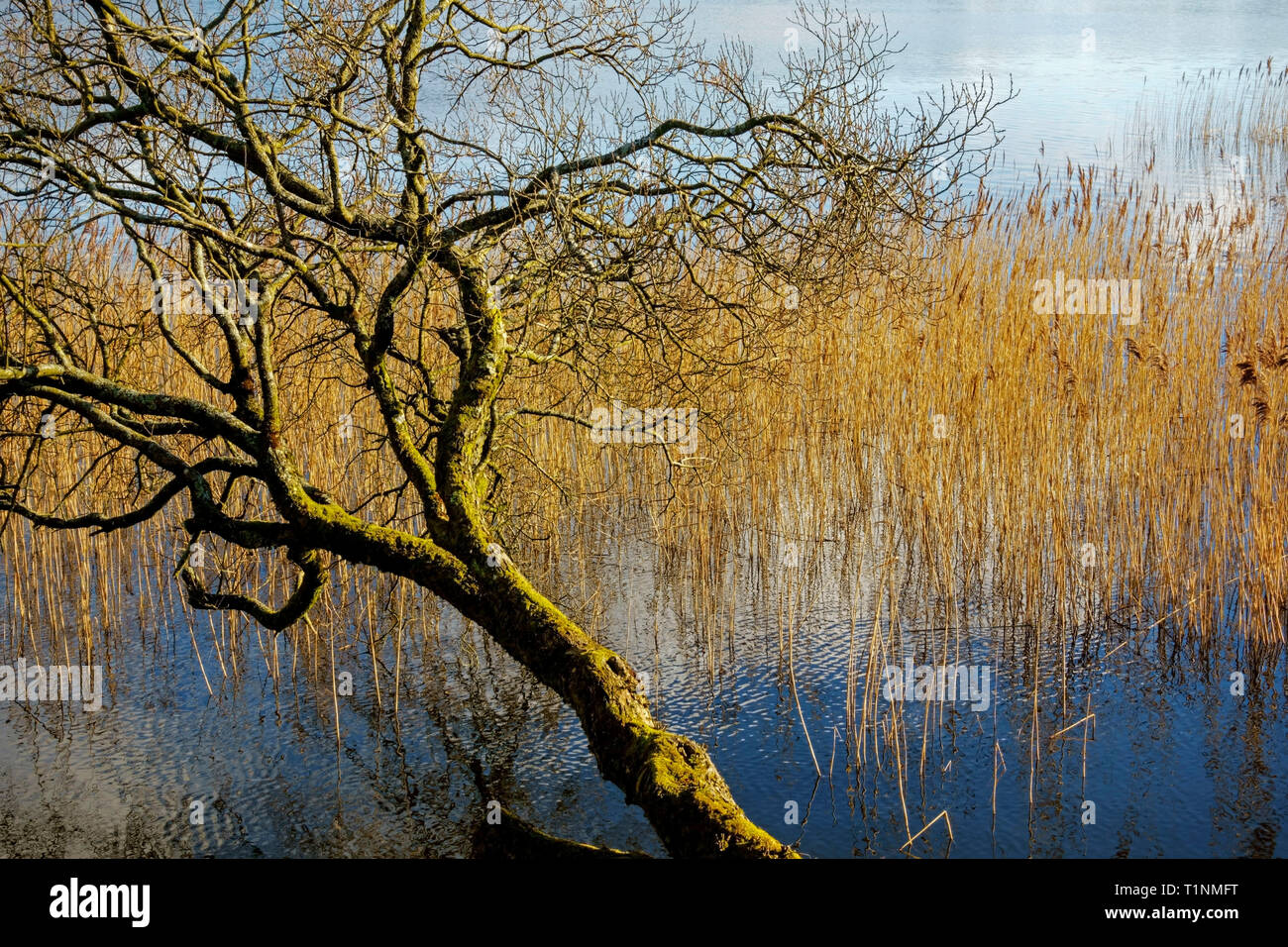 Albero e canne in corrispondenza del bordo di Carlingwark Loch a Castle Douglas in Dumfries and Galloway, Scotland, Regno Unito. Foto Stock