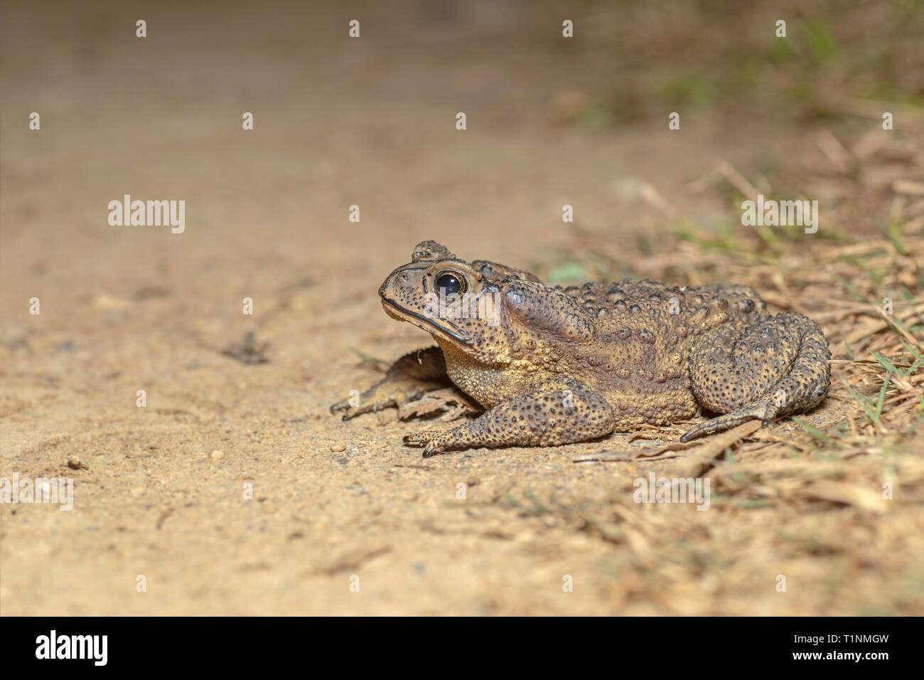 Specie Duttaphrynus, Sukhai, Ngaland, India Foto Stock