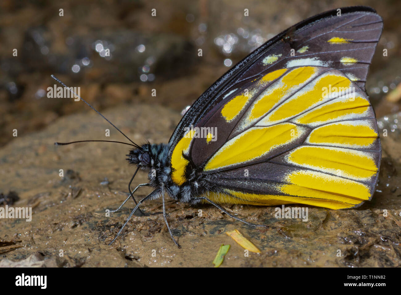 L'Himalayan Spotted a dente di sega, Prioneris thestylis thestylis, Satakha, Nagaland, India Foto Stock