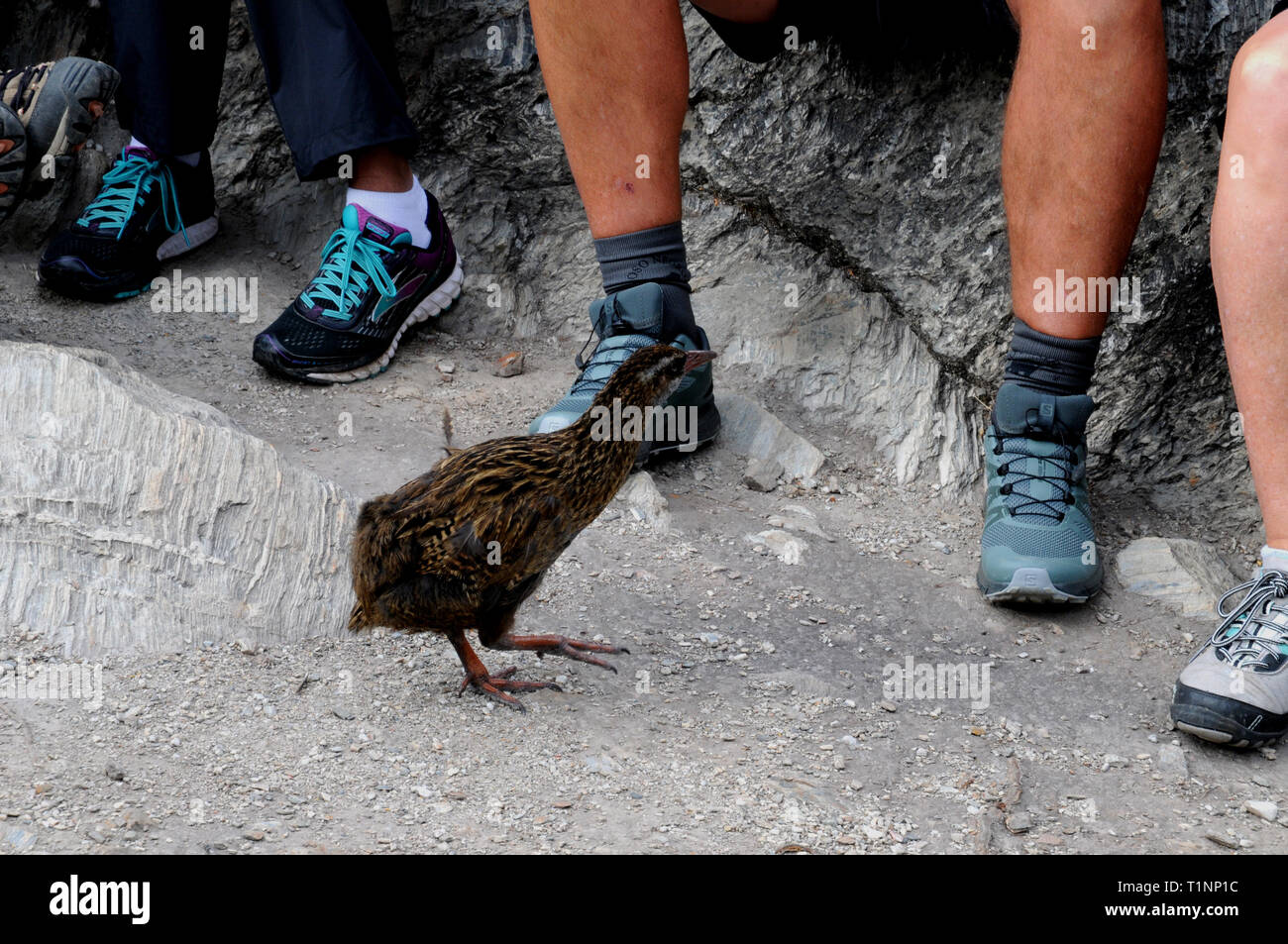 Un buff weka, una specie in via di estinzione in Nuova Zelanda, sull'isola di Mou Waho sul Lago Wanaka, Otago, Nuova Zelanda. Foto Stock