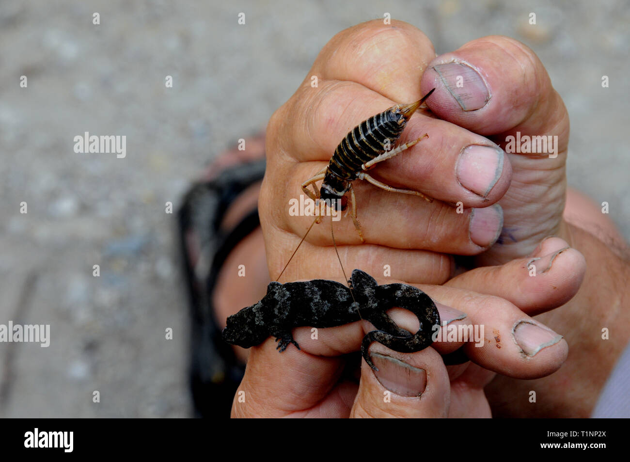 Un eco-tour guida mostra ai visitatori due delle specie native su Mou Waho, il lago Wanaka - la pietra montagna weta e le alpi del sud geko. Foto Stock