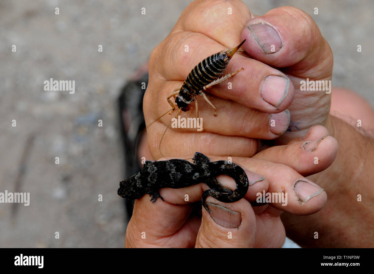 Un eco-tour guida mostra ai visitatori due delle specie native su Mou Waho, il lago Wanaka - la pietra montagna weta e le alpi del sud geko. Foto Stock