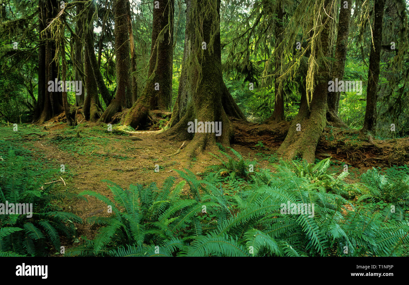 Registro di infermiere nella Hoh River Valley del Parco Nazionale di Olympic. Dopo cade un albero e comincia a decadere, semi di alberi prendere germogliare sulla superficie. Il registro continu Foto Stock