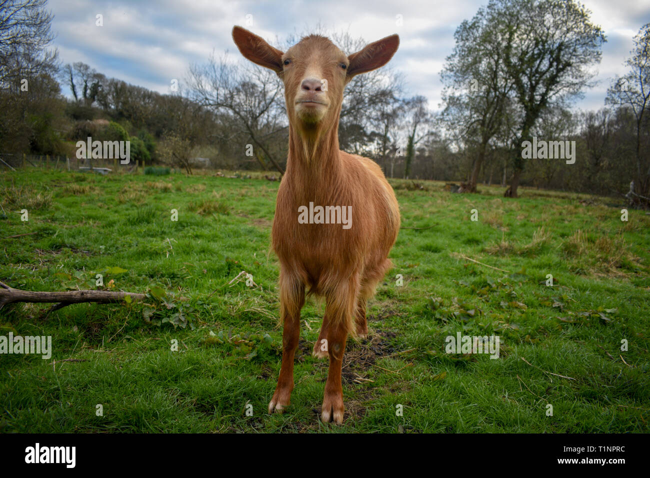 Golden guernsey capra Foto Stock