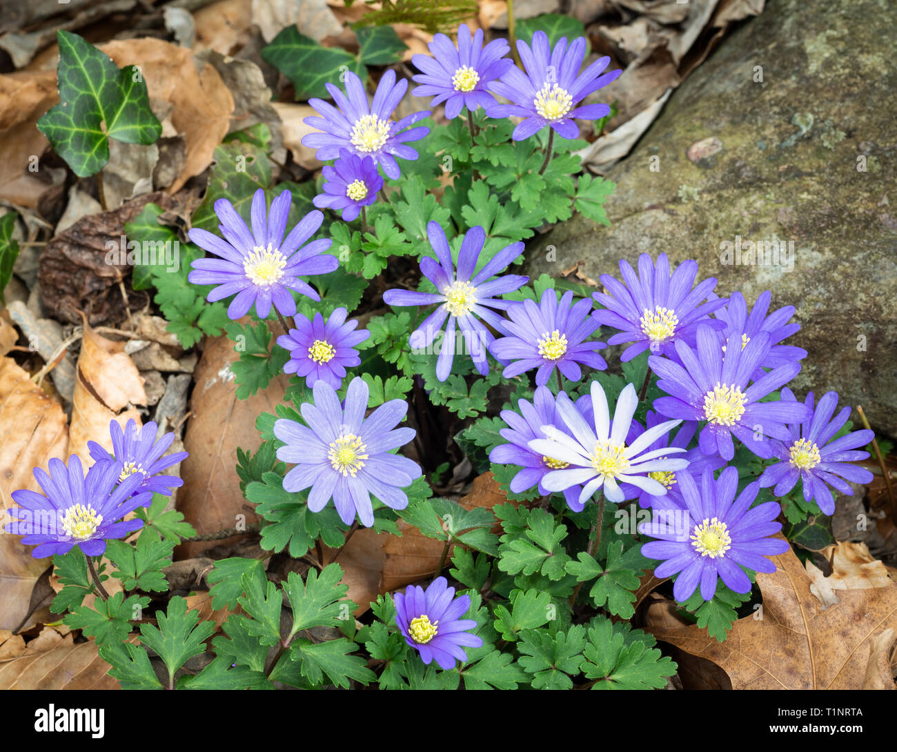 Sfumature di blu fiori anemone (Anemone blanda) in giardino a metà marzo in Virginia centrale. Foto Stock