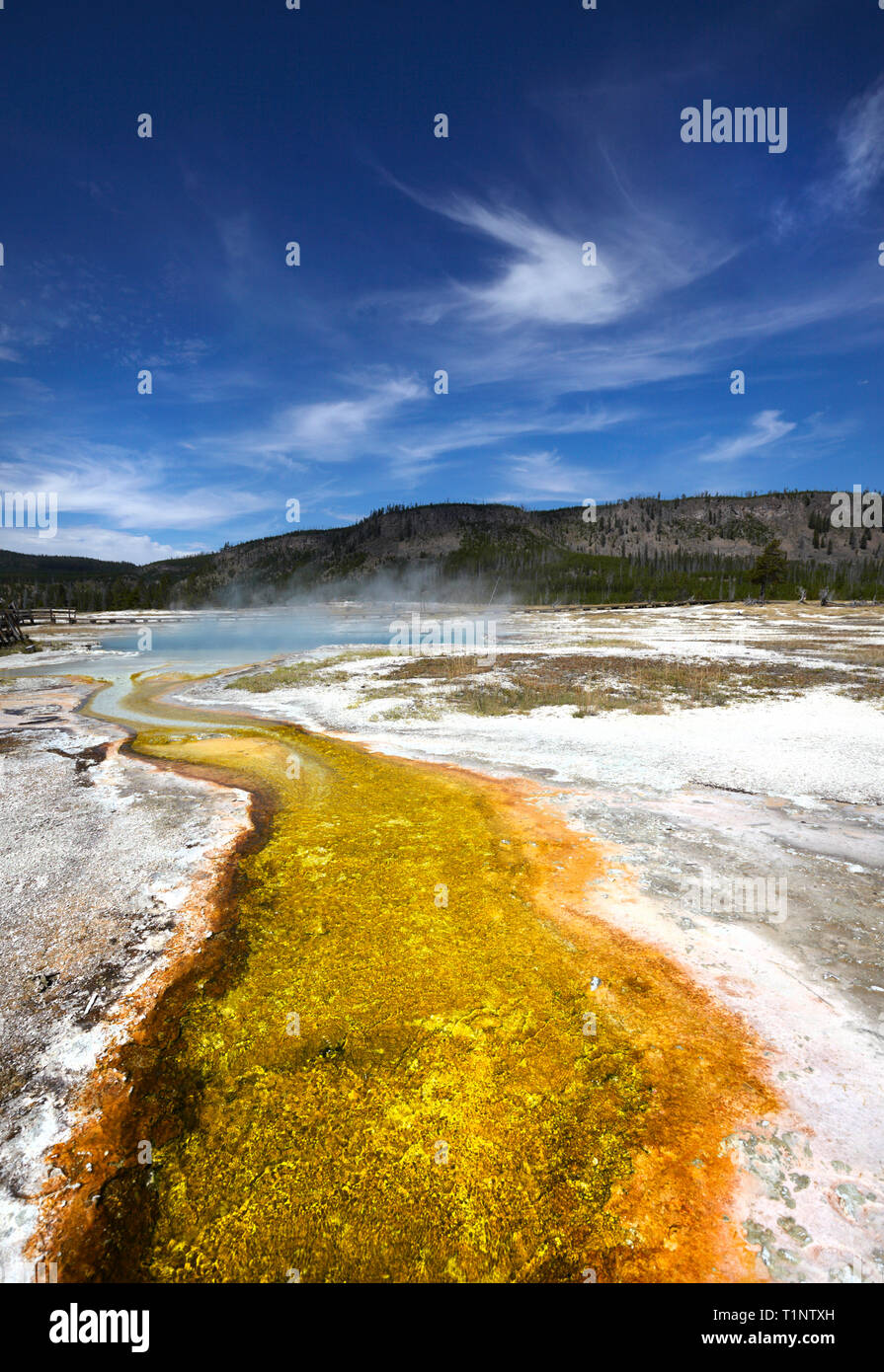 Primavera calda, il Parco Nazionale di Yellowstone, America. Foto Stock