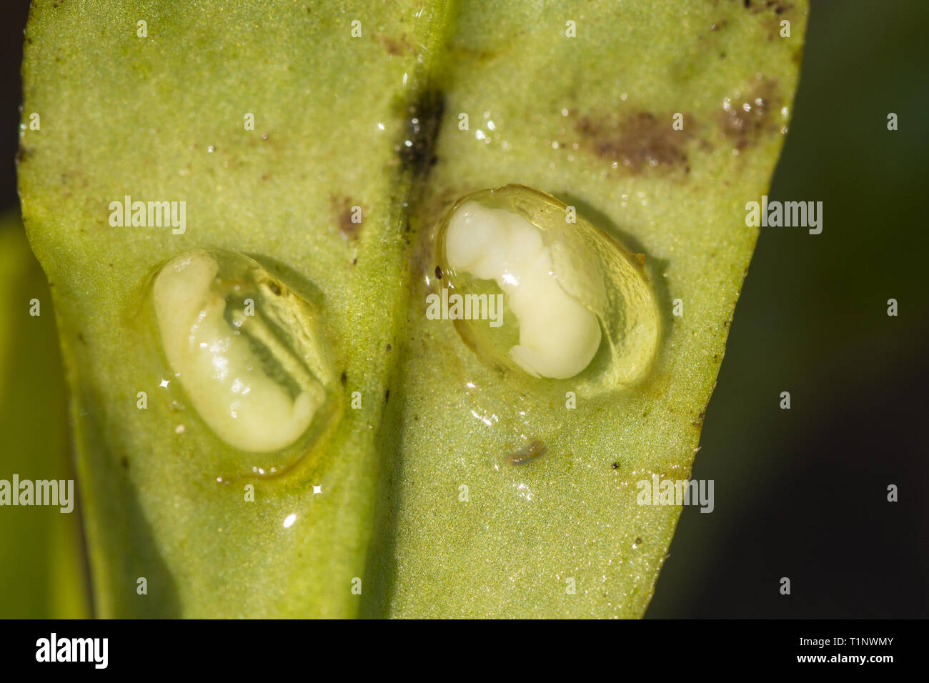 Grande tritone crestato (Triturus cristatus) uova con embrioni lo sviluppo su una foglia di pianta in un stagno di allevamento durante il mese di marzo o in primavera, REGNO UNITO Foto Stock