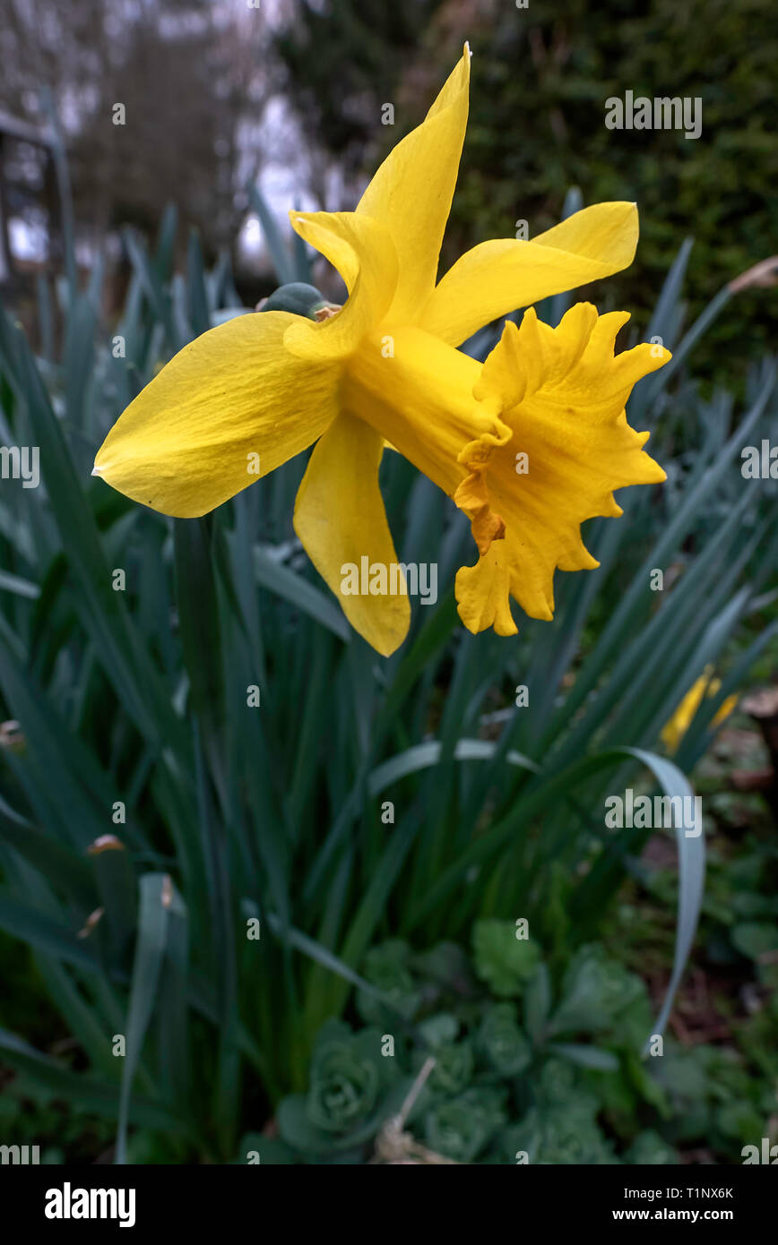 Singola testa di fiori della pianta Daffodil crescendo in un giardino di Norfolk. Foto Stock