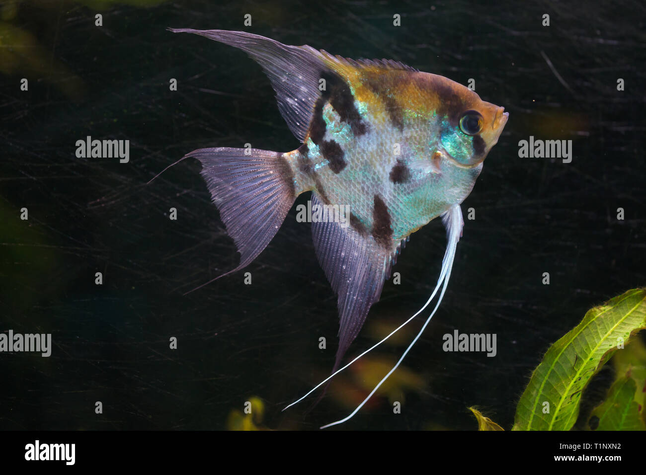 Angelfish (Pterophyllum scalare), noto anche come il angelfish di acqua dolce. Foto Stock