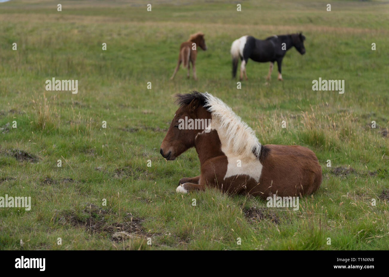 Funny cavalli nei campi di Islanda Foto Stock