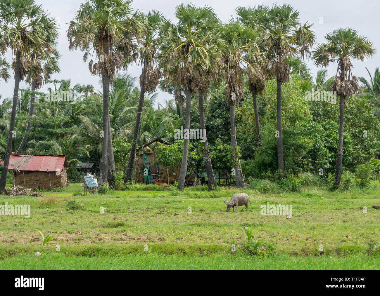 Enorme bufalo pascolano appena al di fuori del villaggio in Cambogia Foto Stock