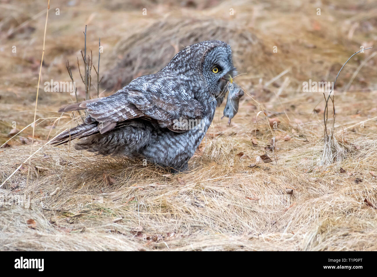 Grande Gufo grigio sul terreno con la preda Foto Stock