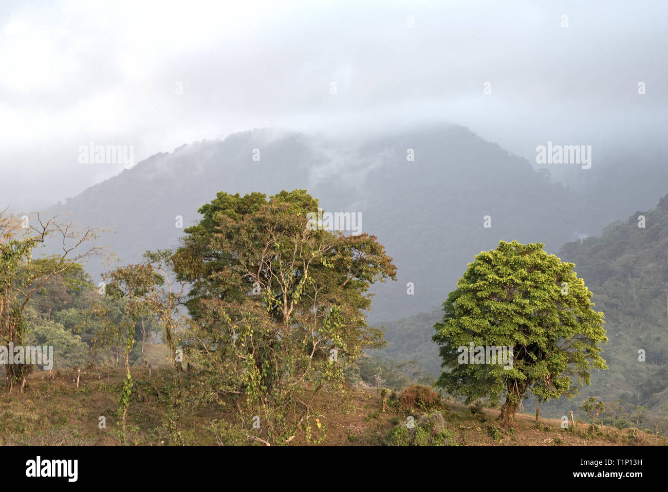 Nuvole sopra la foresta pluviale in Portobelo Panama Foto Stock
