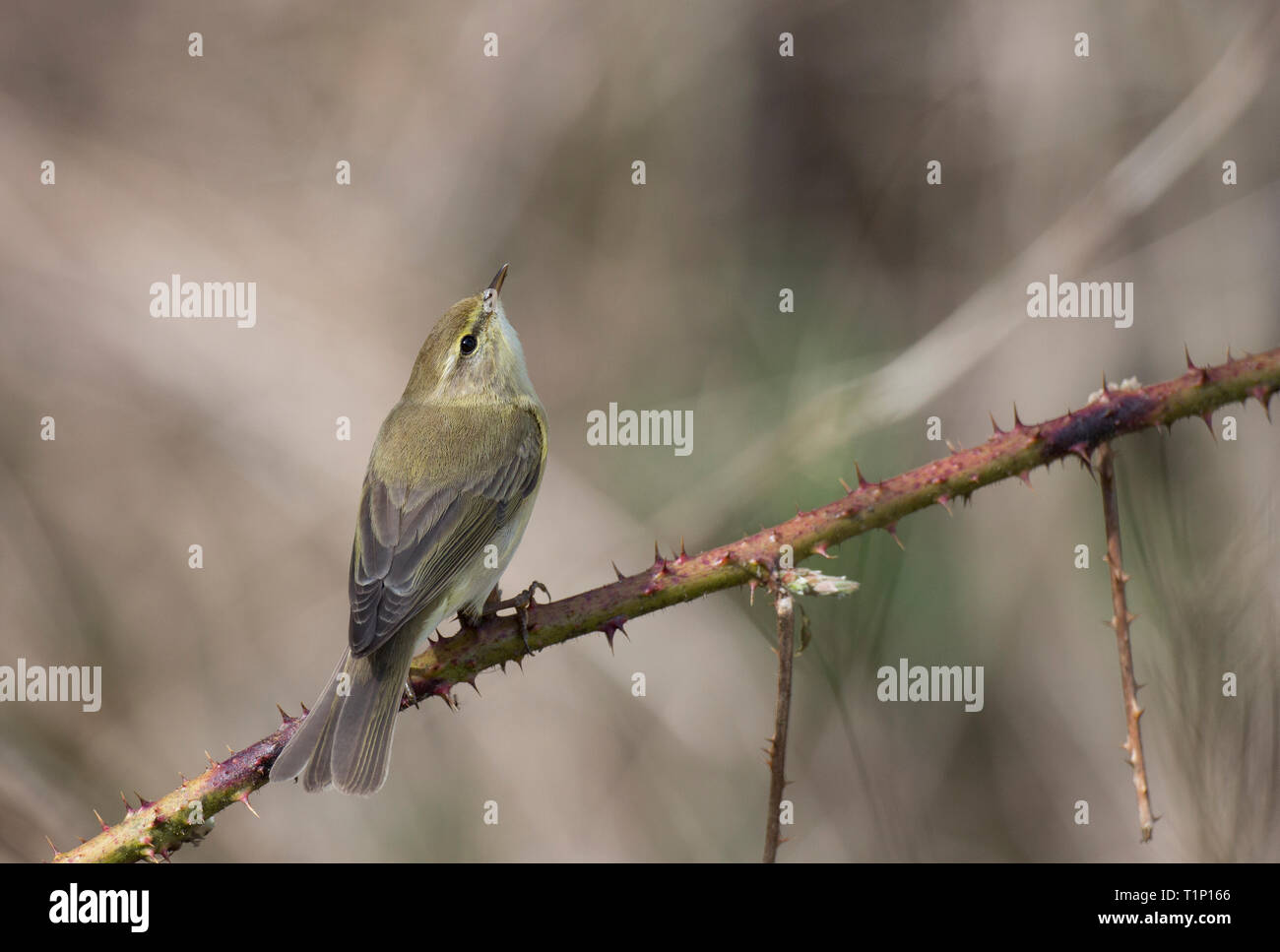 Chiffchaff,Phylloscopus collybita,singolo uccello arroccato e osservando gli uccelli superiore ad una riserva nel Galles centrale,uk Foto Stock