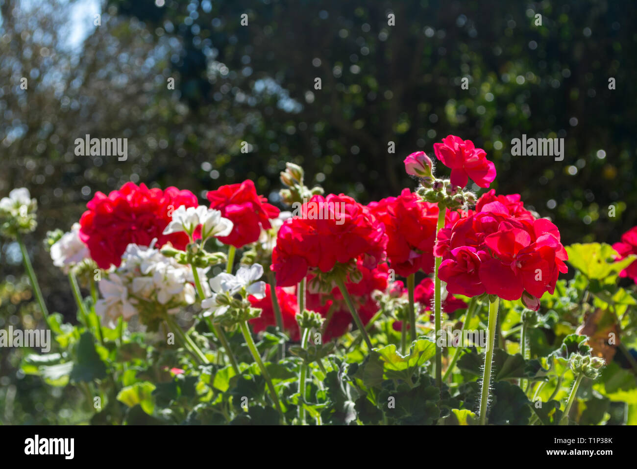 Il bianco e il rosso dei gerani in un giardino in una giornata di sole di primavera Foto Stock