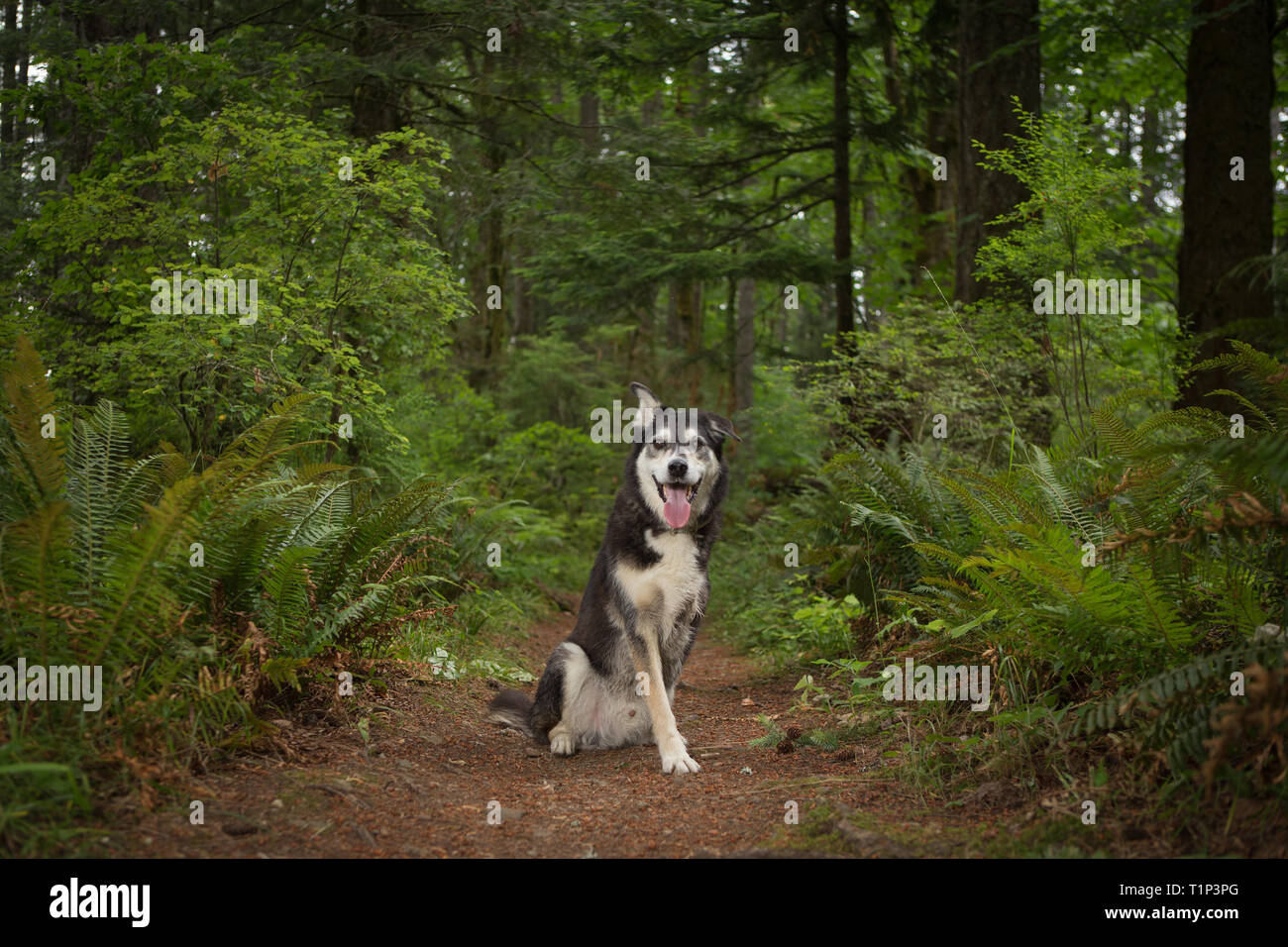 Felice a tre gambe il cane di andare a fare una passeggiata nella foresta in British Columbia, Canada Foto Stock