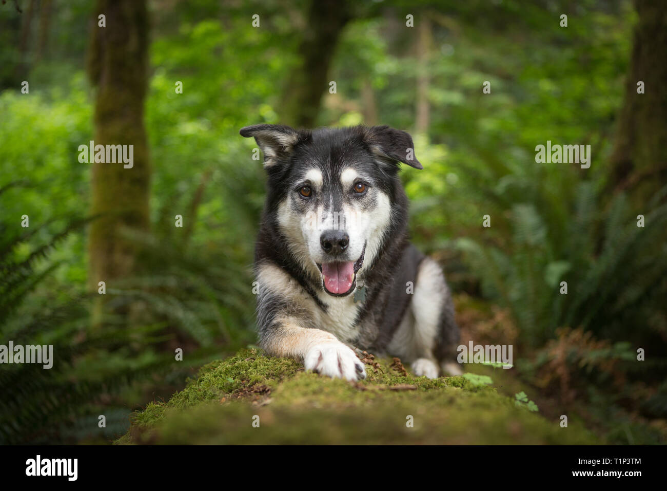 Felice cane adulto con tre gambe sdraiato nella foresta Foto Stock